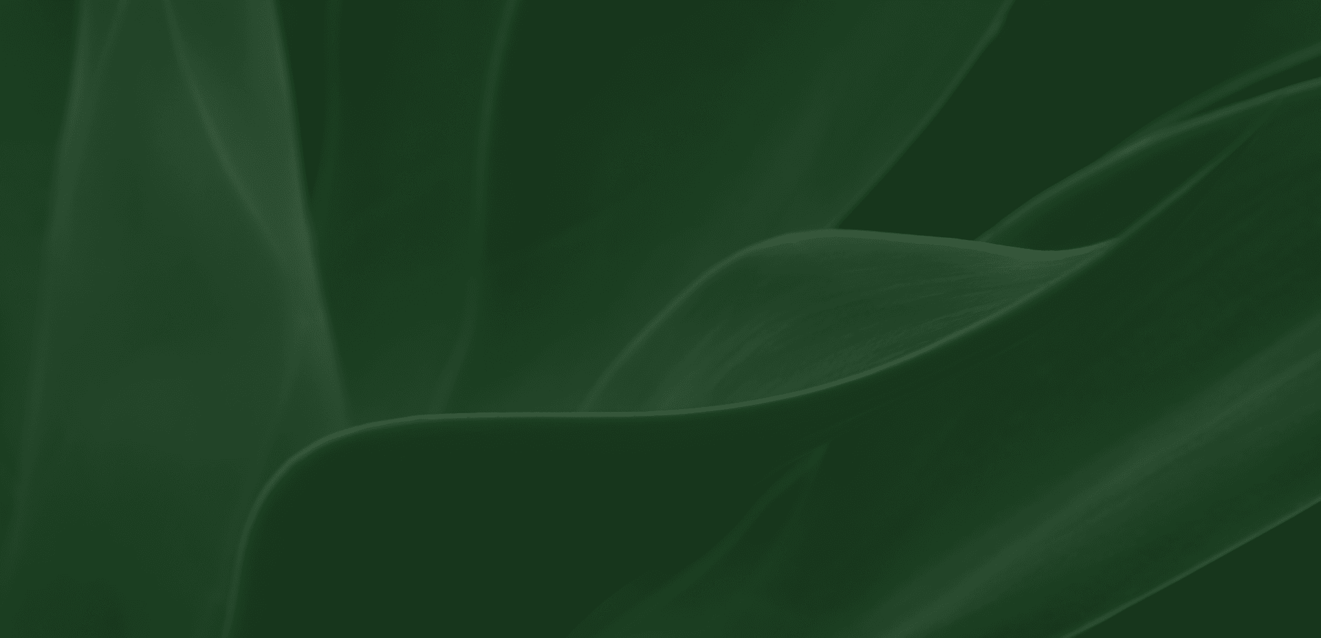 background.png